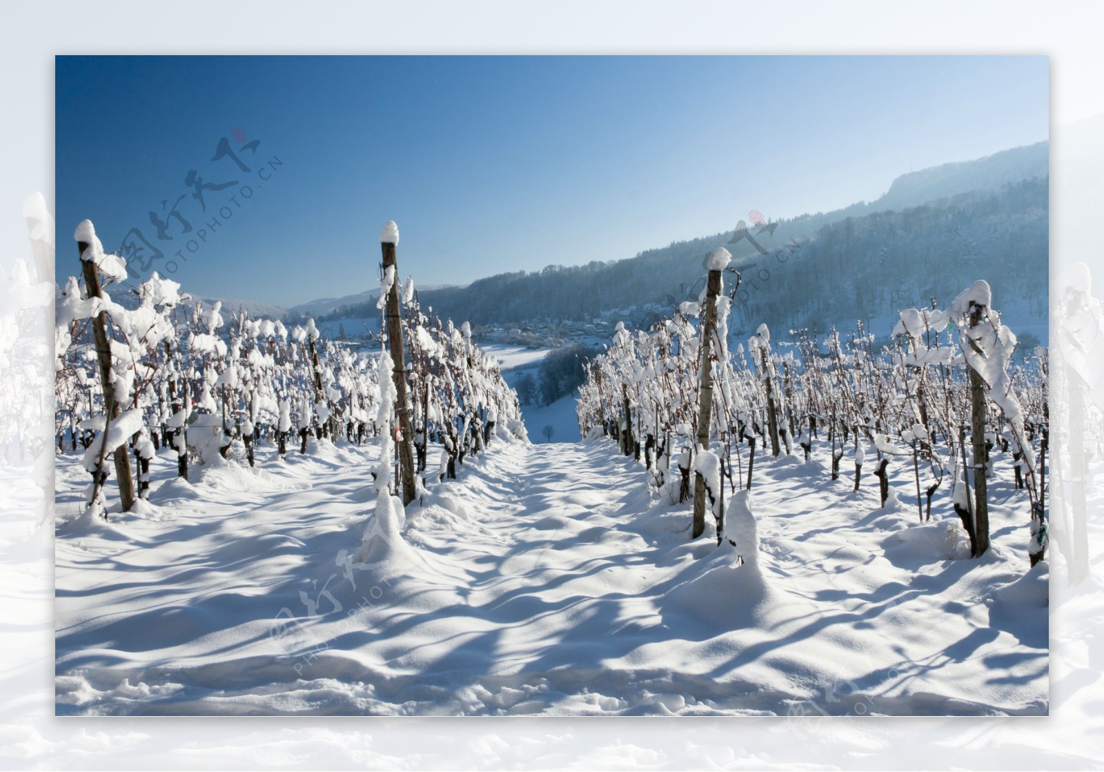 冬季的葡萄园图片