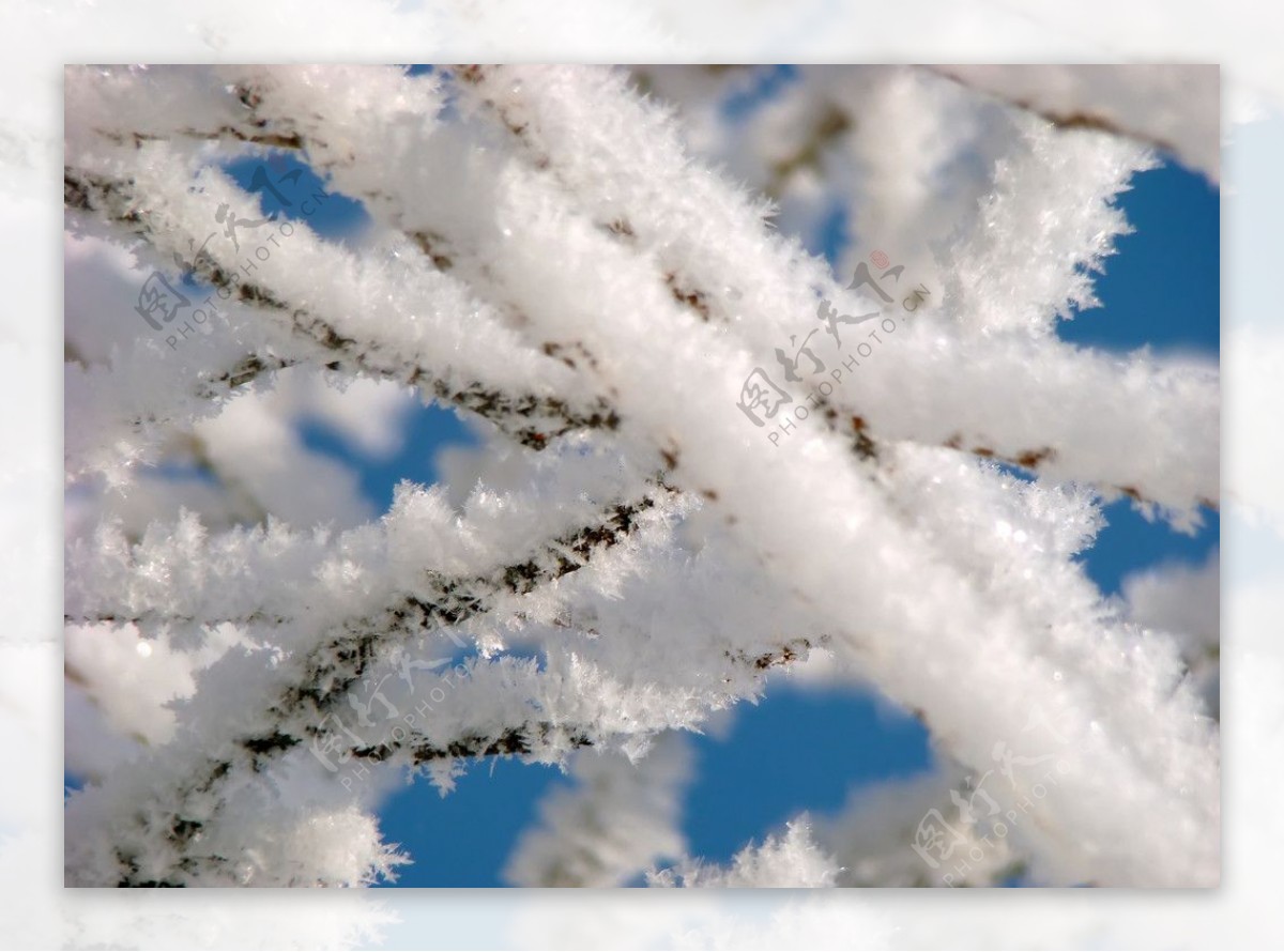 冬天树枝雪景图片