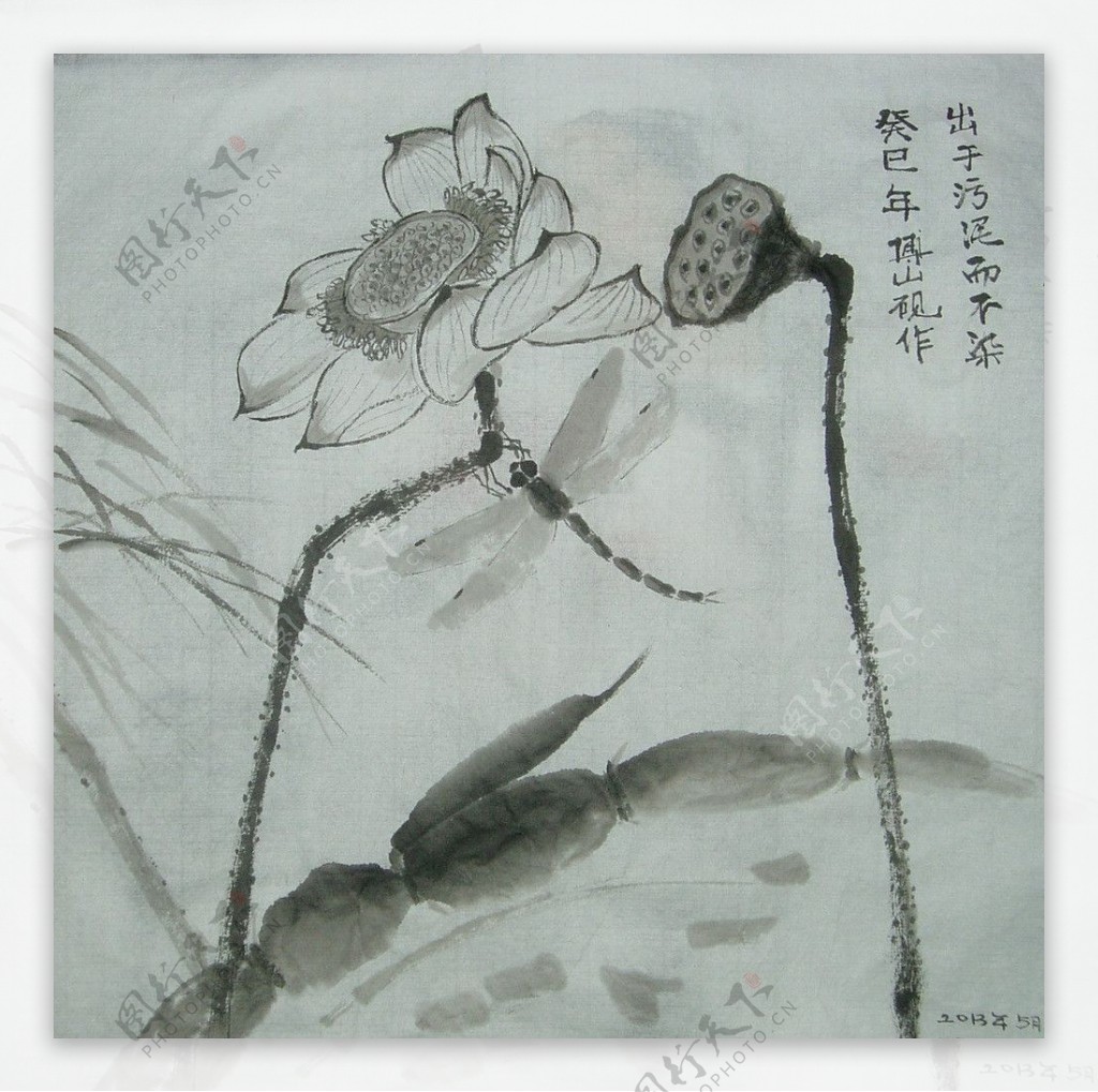 莲藕荷花蜻蜓图片