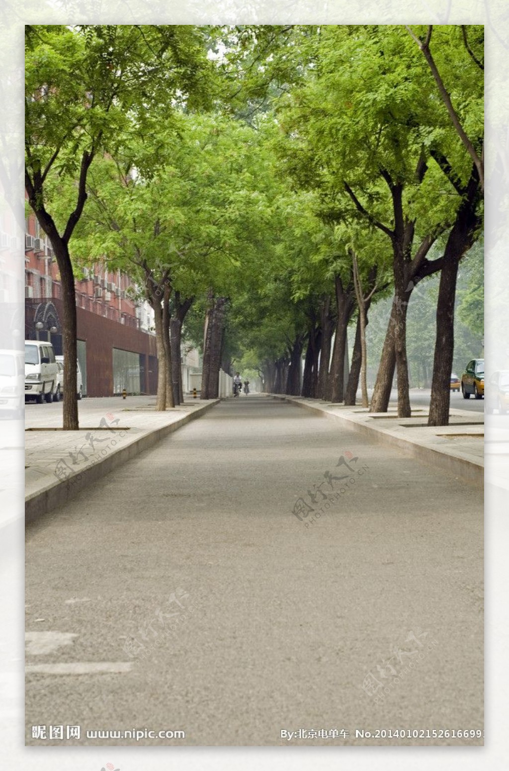 行道树图片