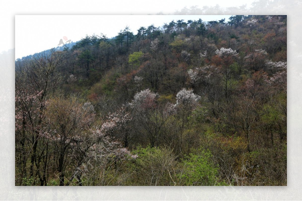 天池乐利峰图片