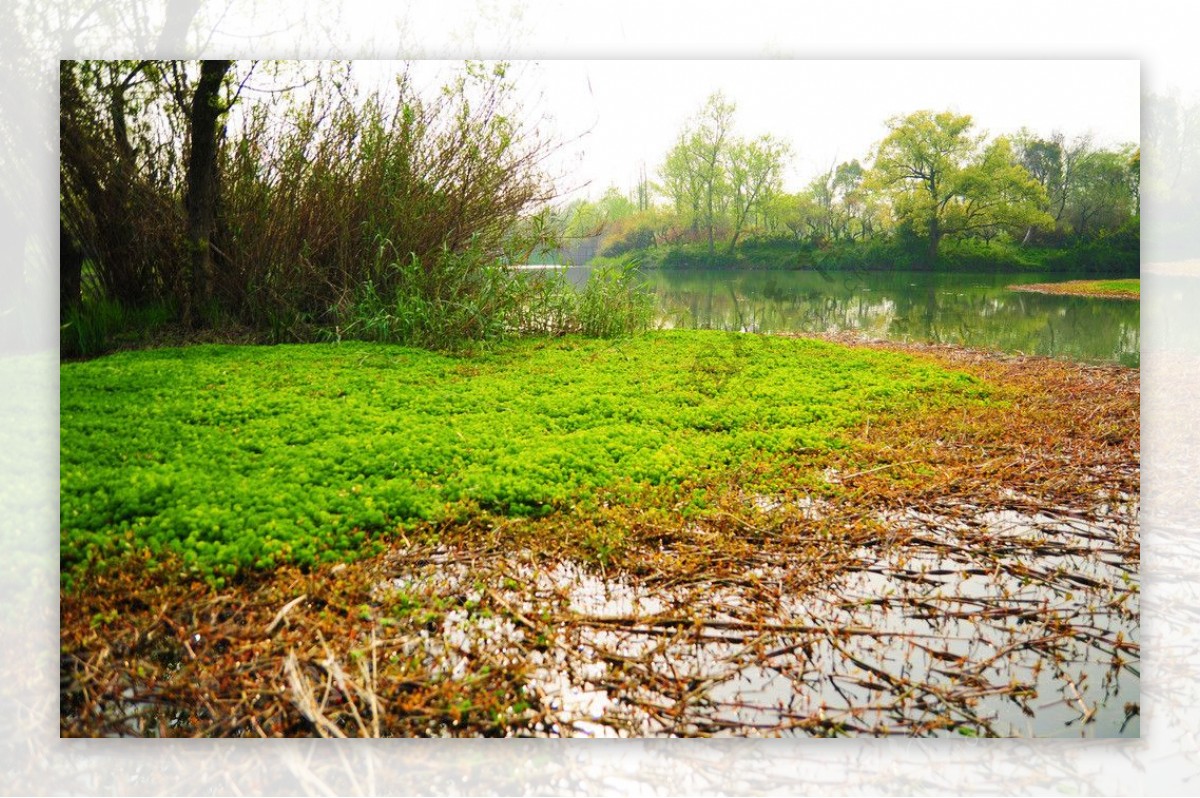 杭州西溪湿地浮萍图片