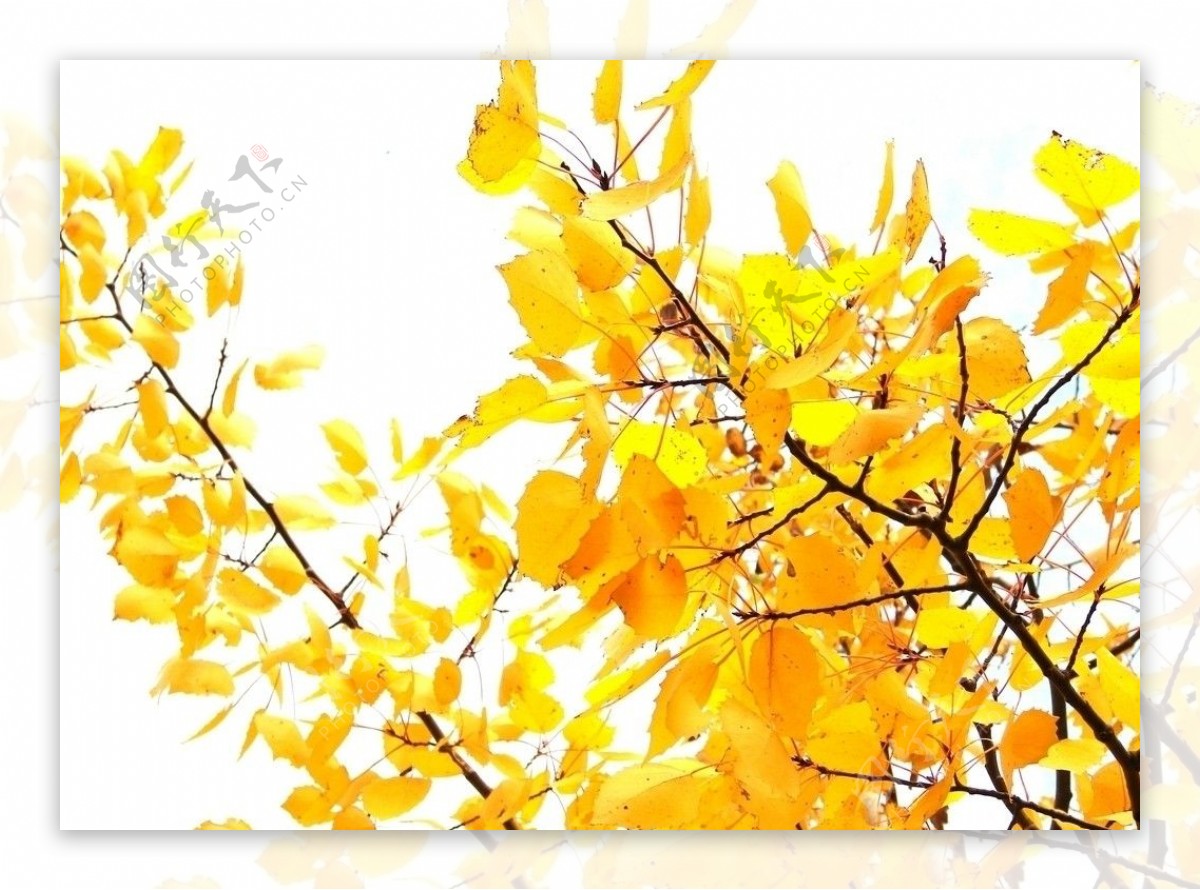 黄色的树叶图片