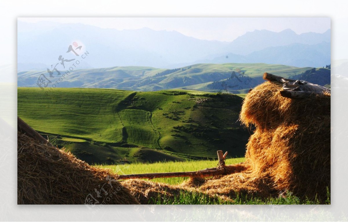 新疆天山麦浪图片