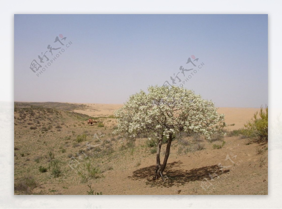 库布齐沙漠剪影图片