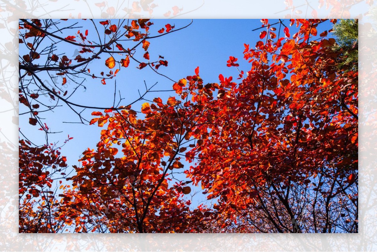 枫叶秋天风景图片
