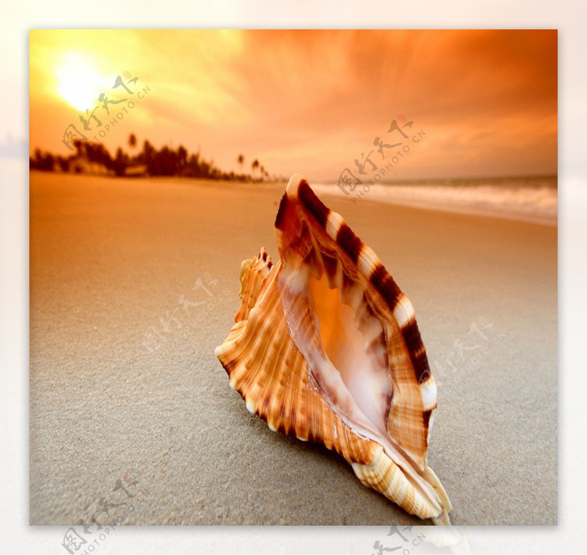 高清晰夏季沙滩海螺贝壳壁纸