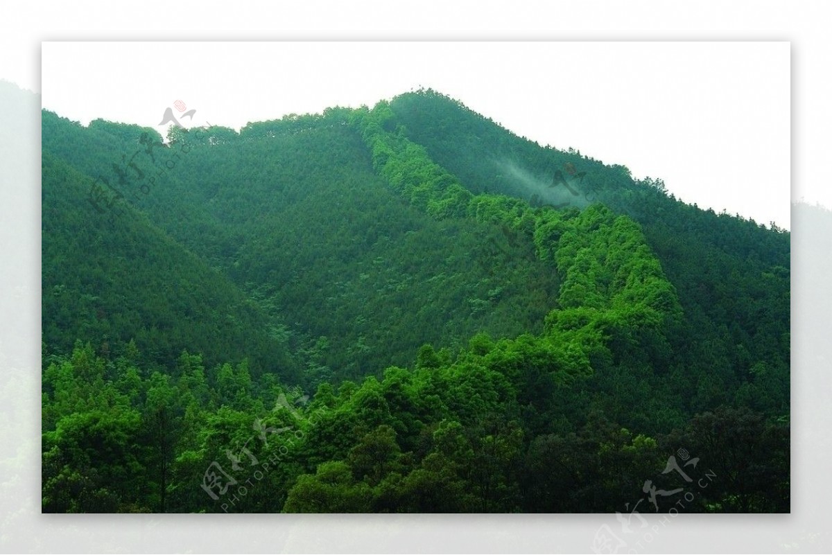 森林防护带图片