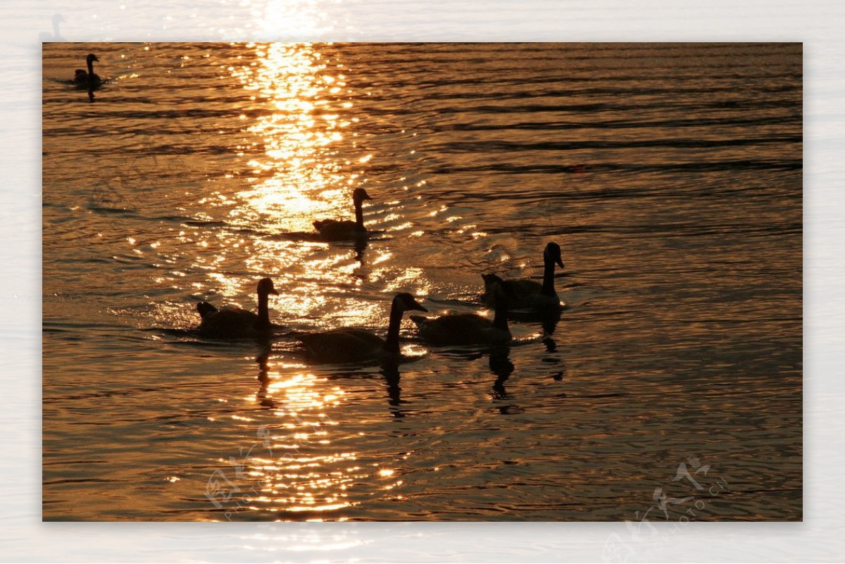 天鹅湖湖湖水湖泊倒影日光夕阳图片