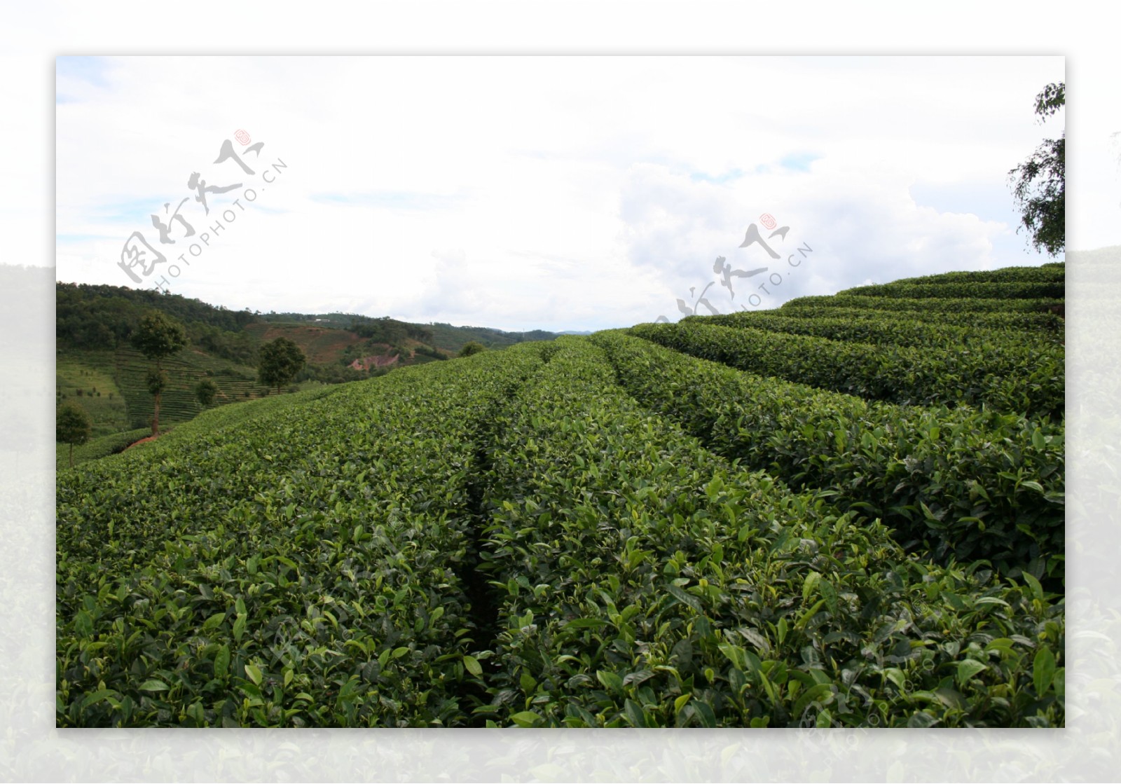 中国茶城普洱茶茶树茶园茶山图片