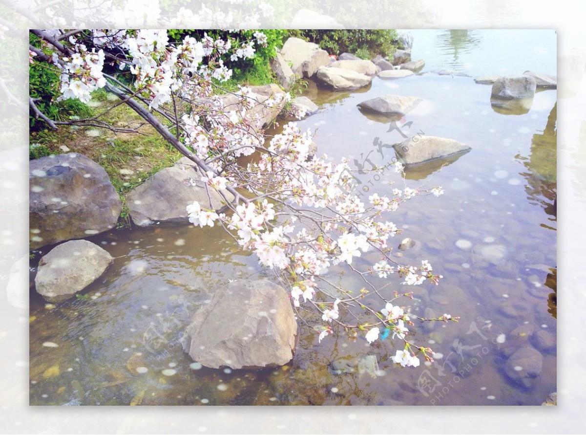樱花映像图片