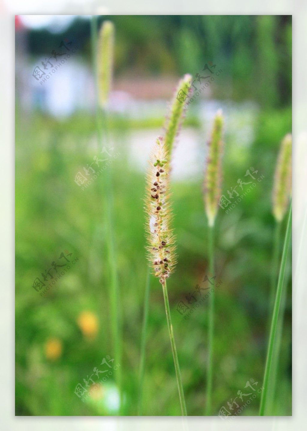 桂林风光狗尾草图片