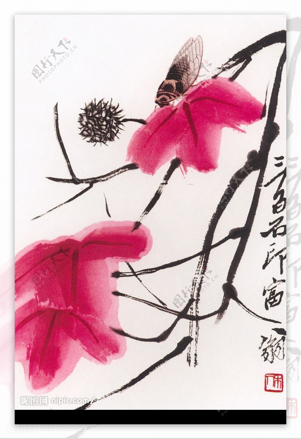 枫叶寒蝉图图片