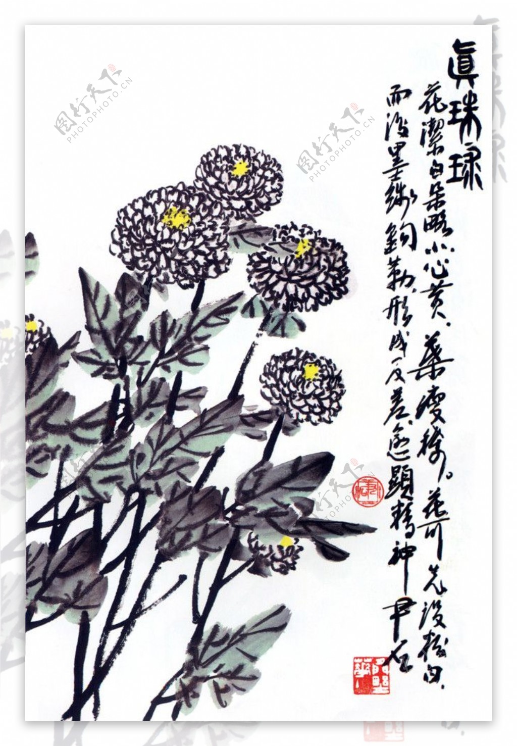 白菊花国画图片
