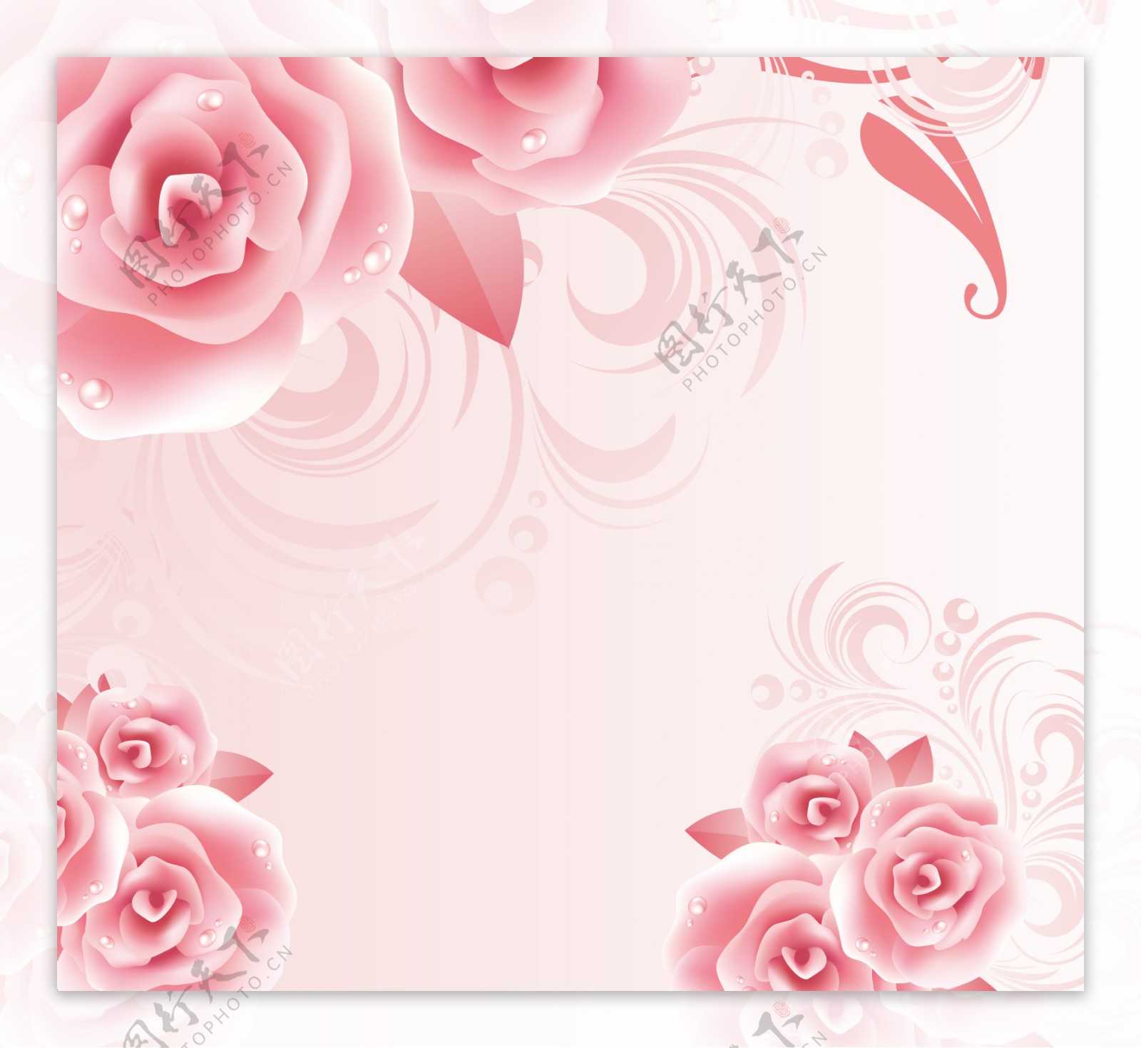 粉红玫瑰背景图片