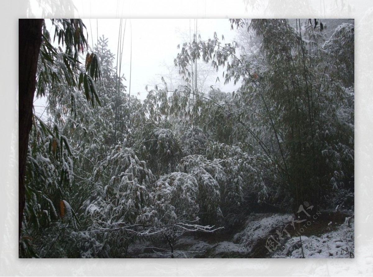 雪后竹林图片