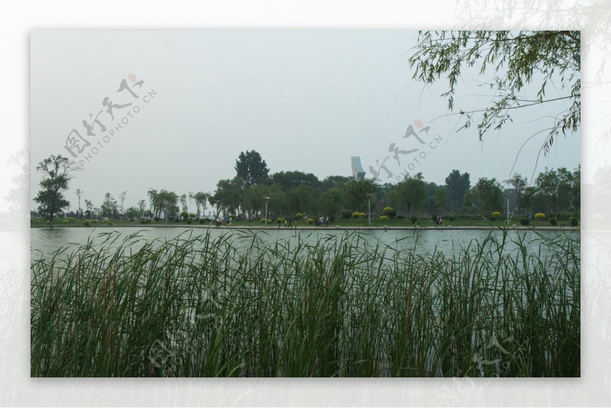 莲花湖边芦苇图片