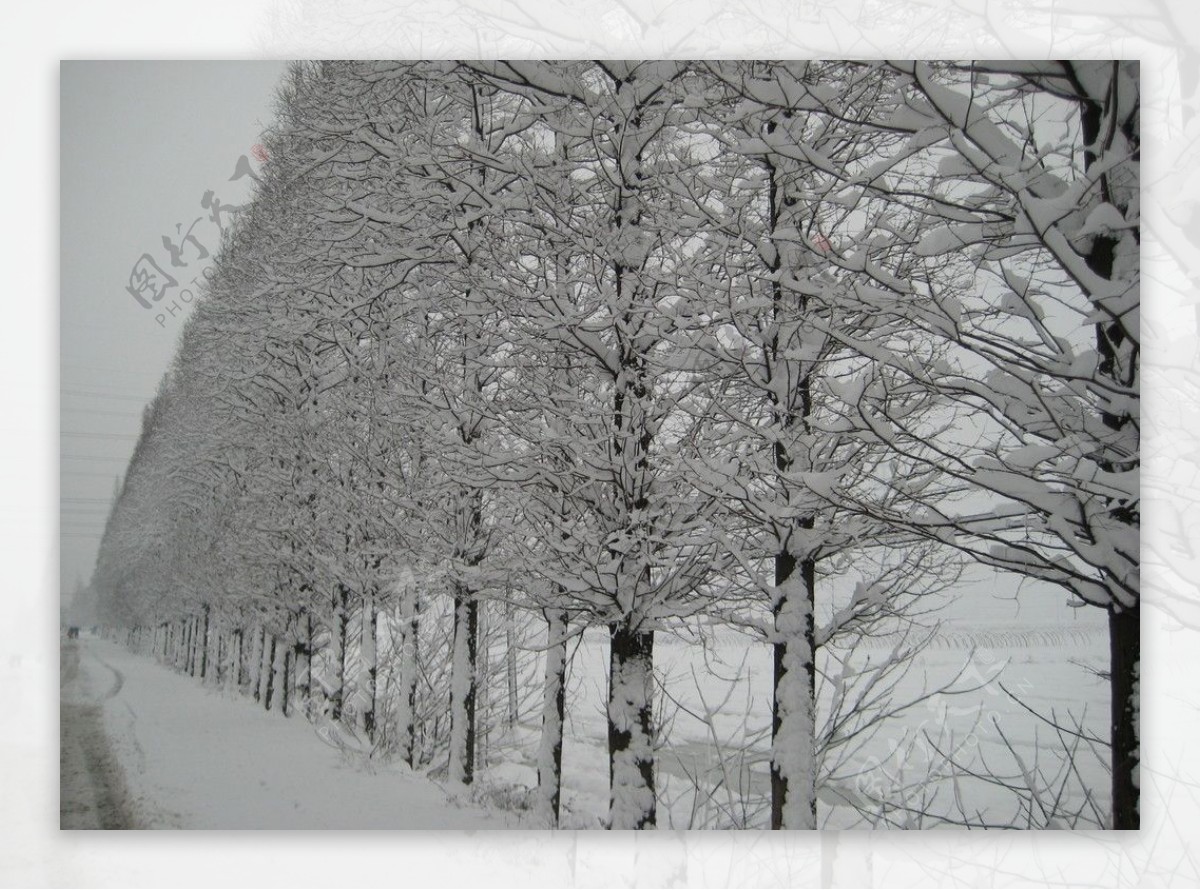大雪中的水杉图片