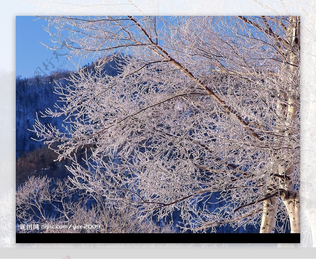 白色冬景树桂落雪的树树枝图片