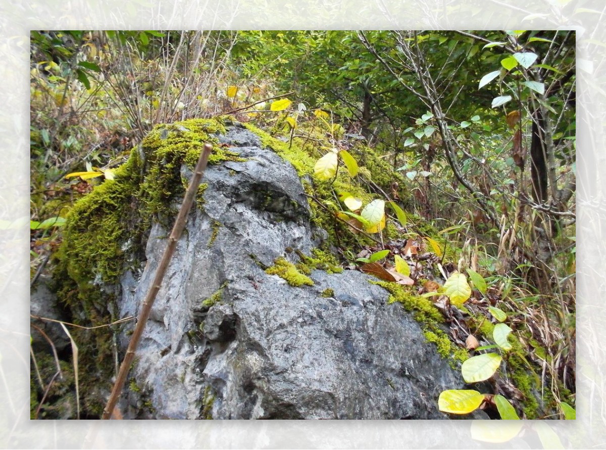 岩石披绿图片