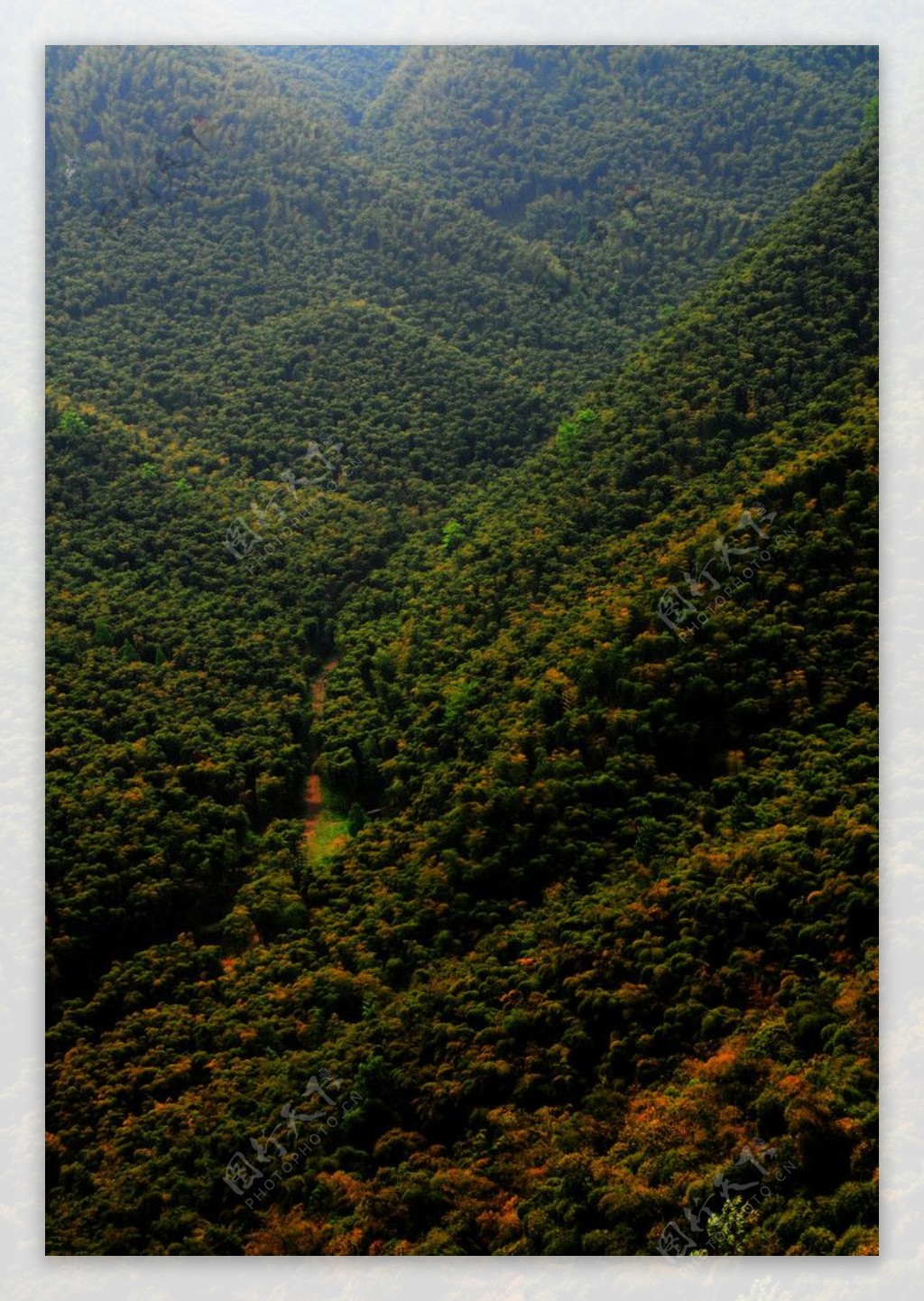 漫山遍野的竹子图片