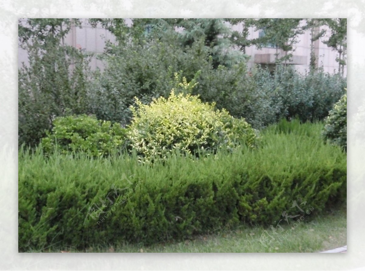 绿意植物图片