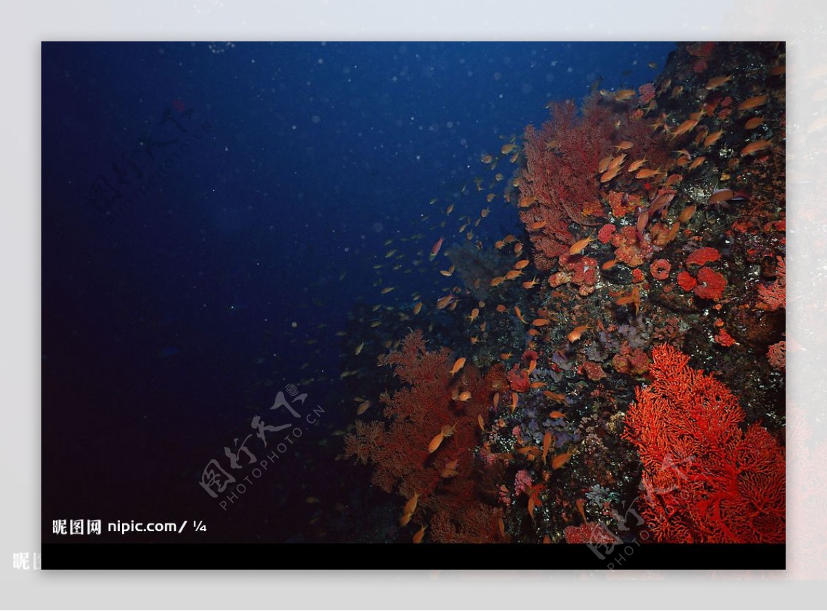 奇妙的海底世界图片