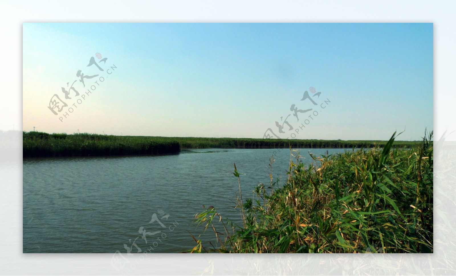 芦苇荡旁的湿地湖泊图片