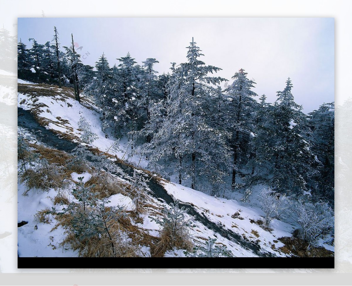 山坡上的雪景图片