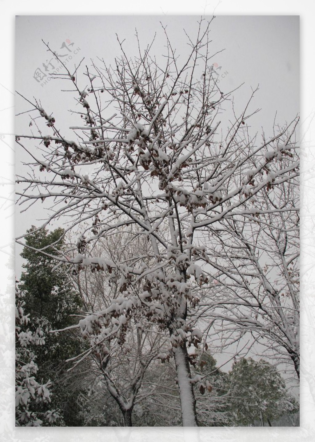 白雪树干图片