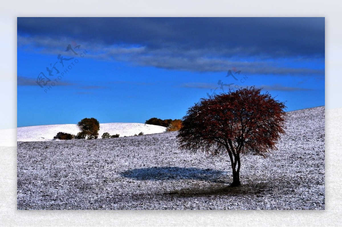 雪原之树图片