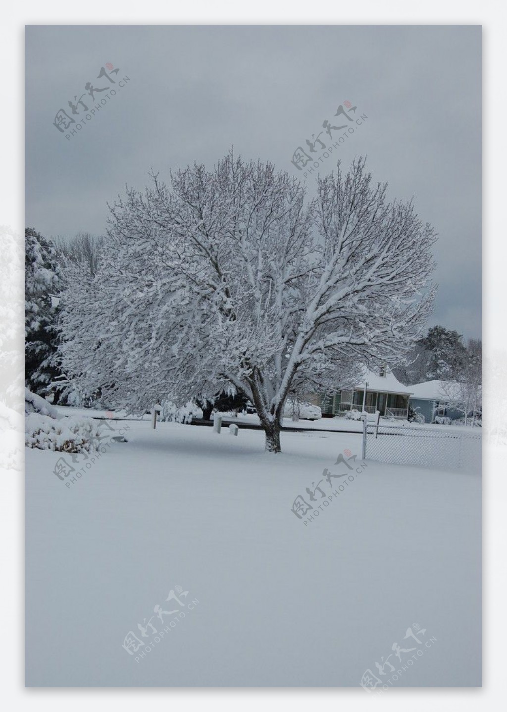 冬树美景图片