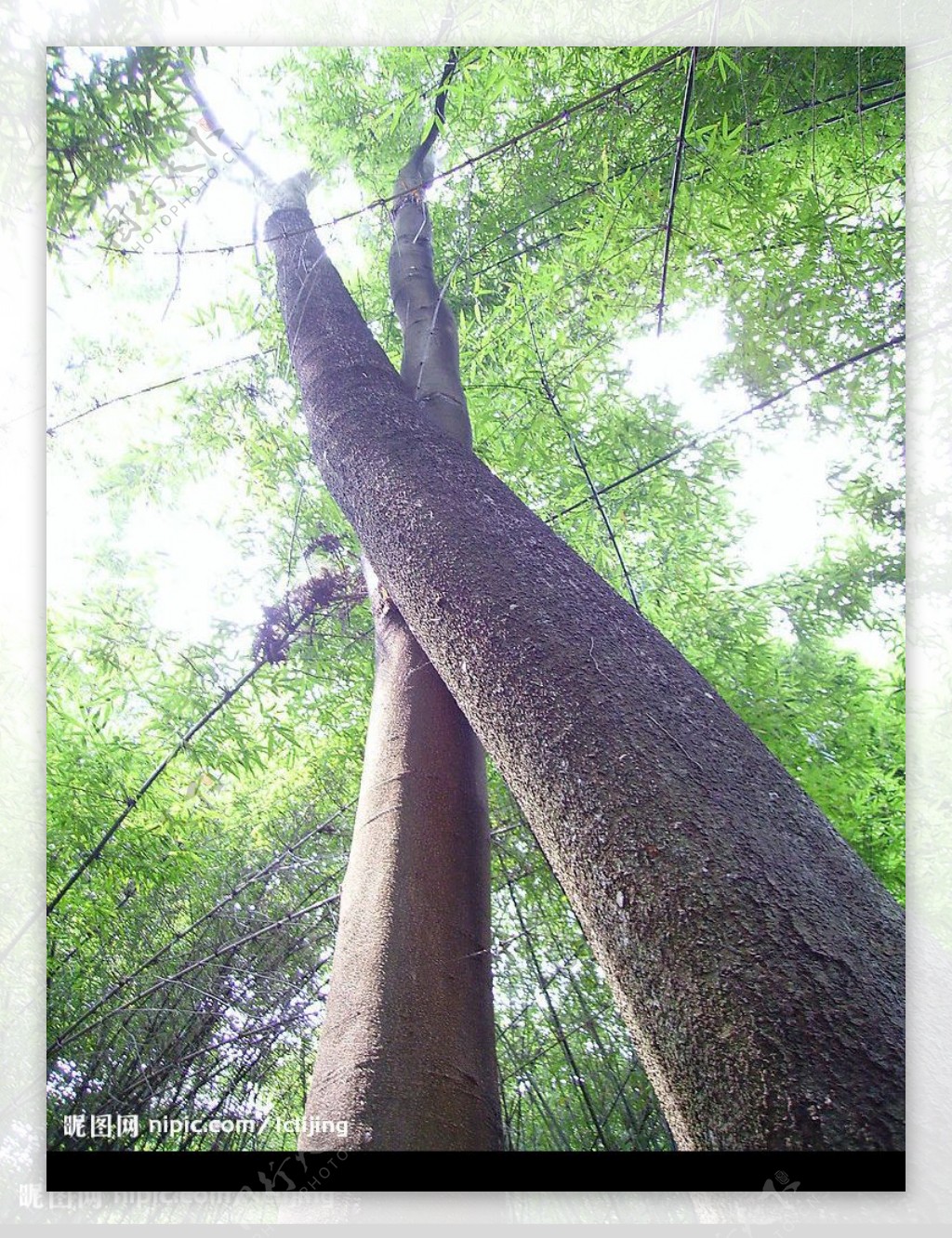 竹王园爱情树图片