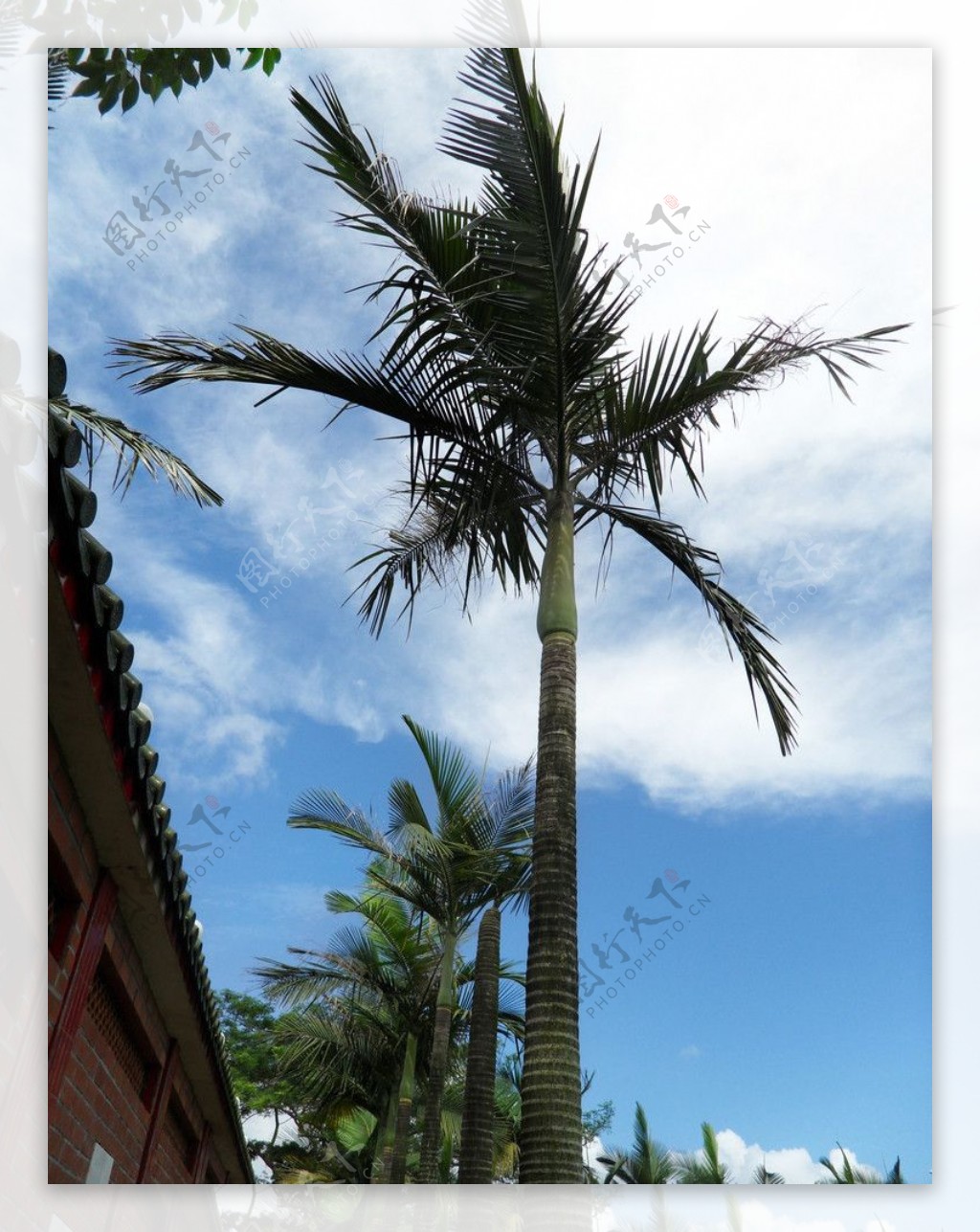 仿真椰子树盆栽假椰树热带植物室内装饰设计造景树仿真棕榈树盆栽-阿里巴巴
