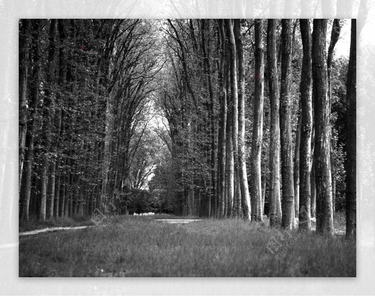 黑白森林图片