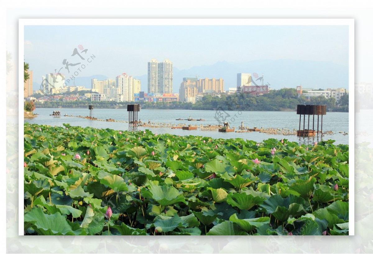 高清九江南湖荷花图片