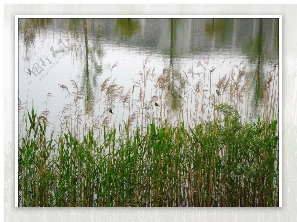 雨后图片