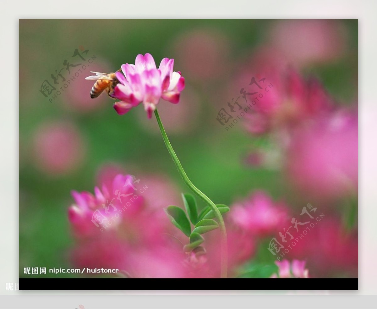 蜜蜂采红色的花图片