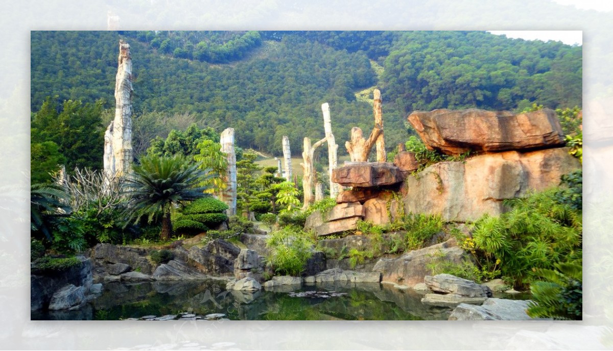 深圳仙湖化石森林图片