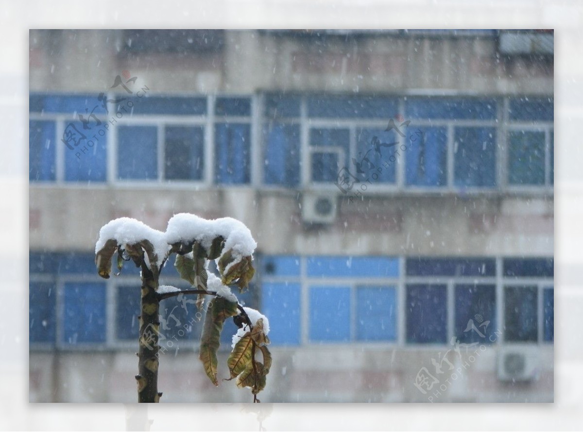 北京大雪中的香椿树尖图片