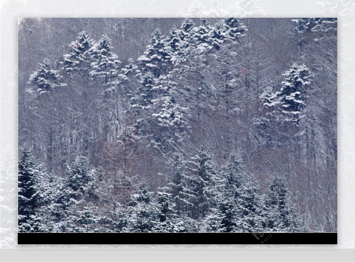 树林雪景图片素材 编号13170199 图行天下