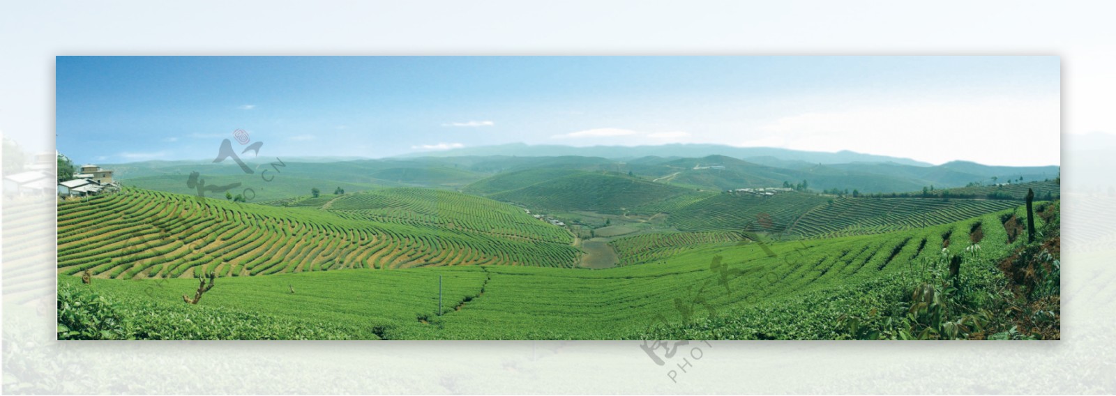 普洱茶乡大度岗万亩茶园2004年摄图片
