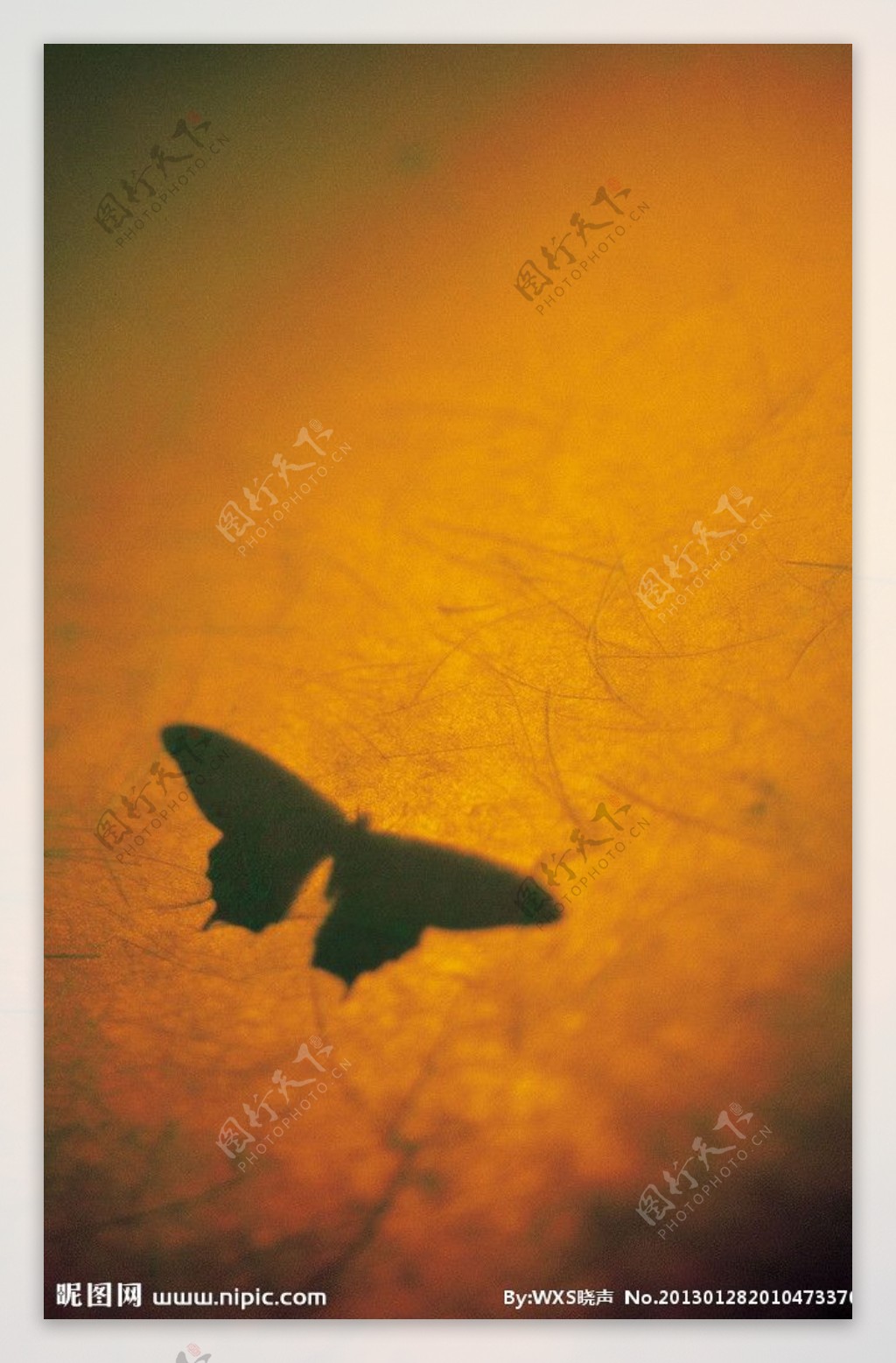 物件光影投射蝴蝶图片