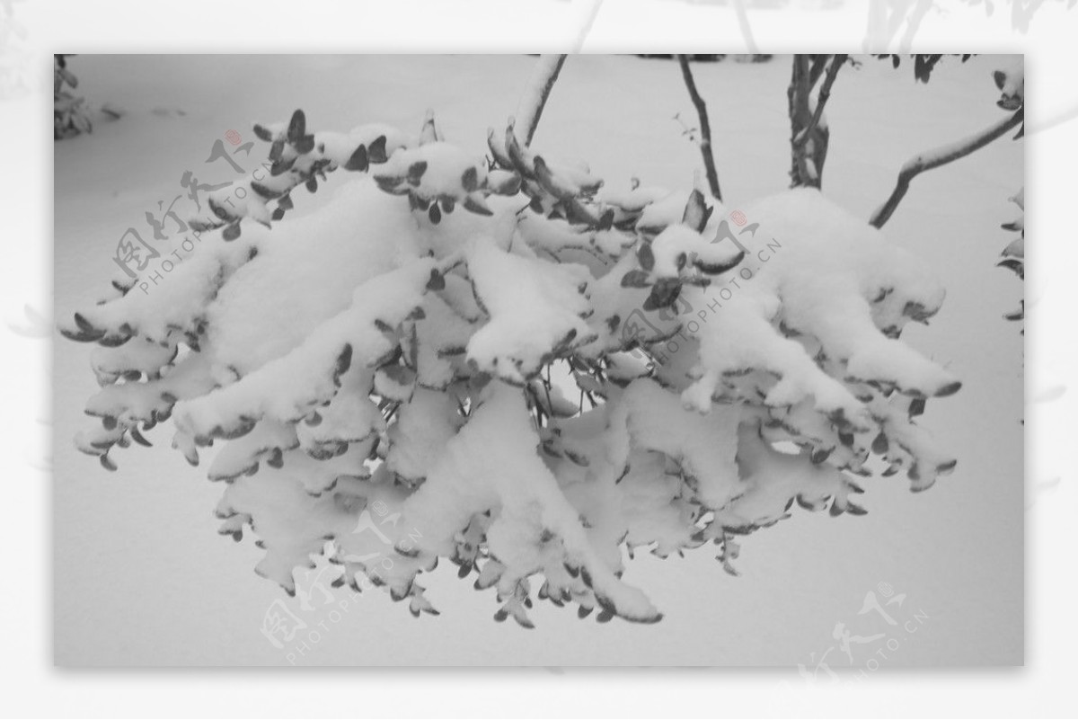 雪景图片