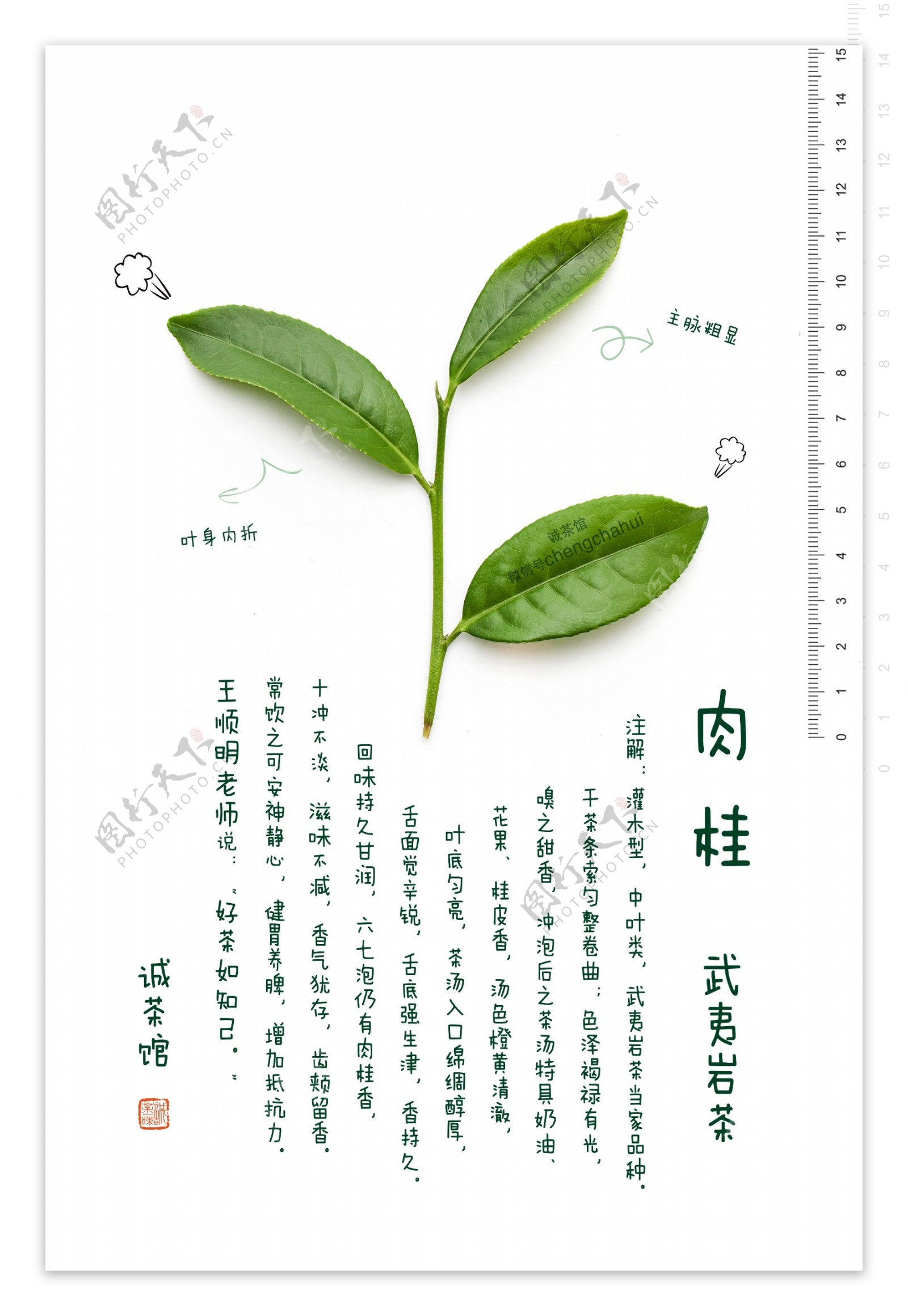 武夷岩茶肉桂图片