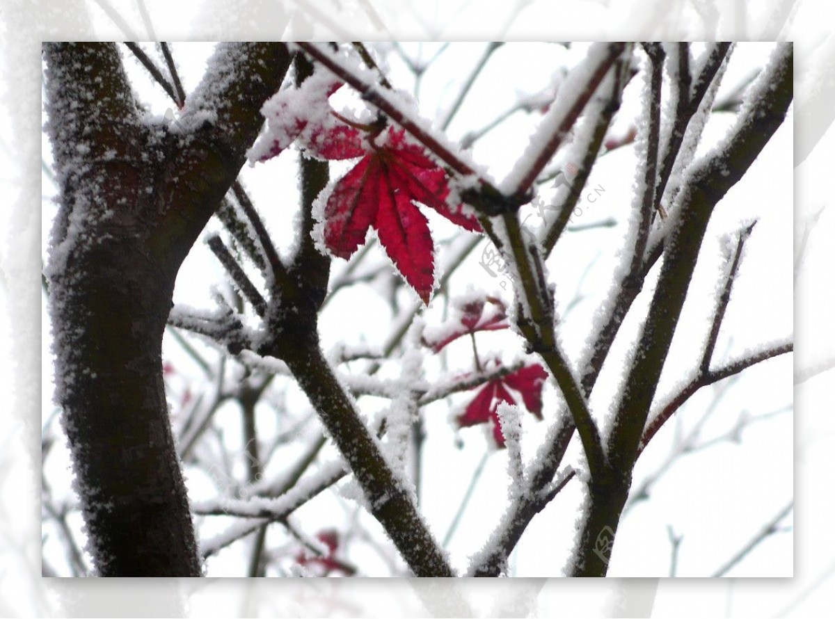 冬天雪景树枝红叶图片