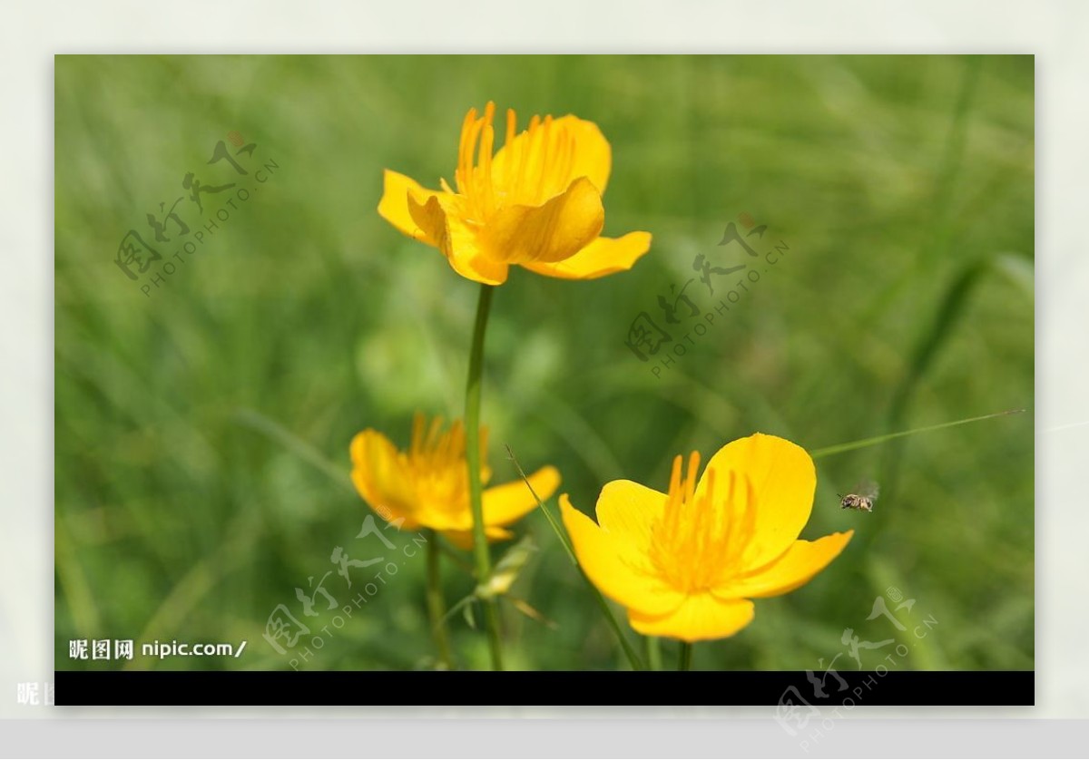 花与蜜蜂图片