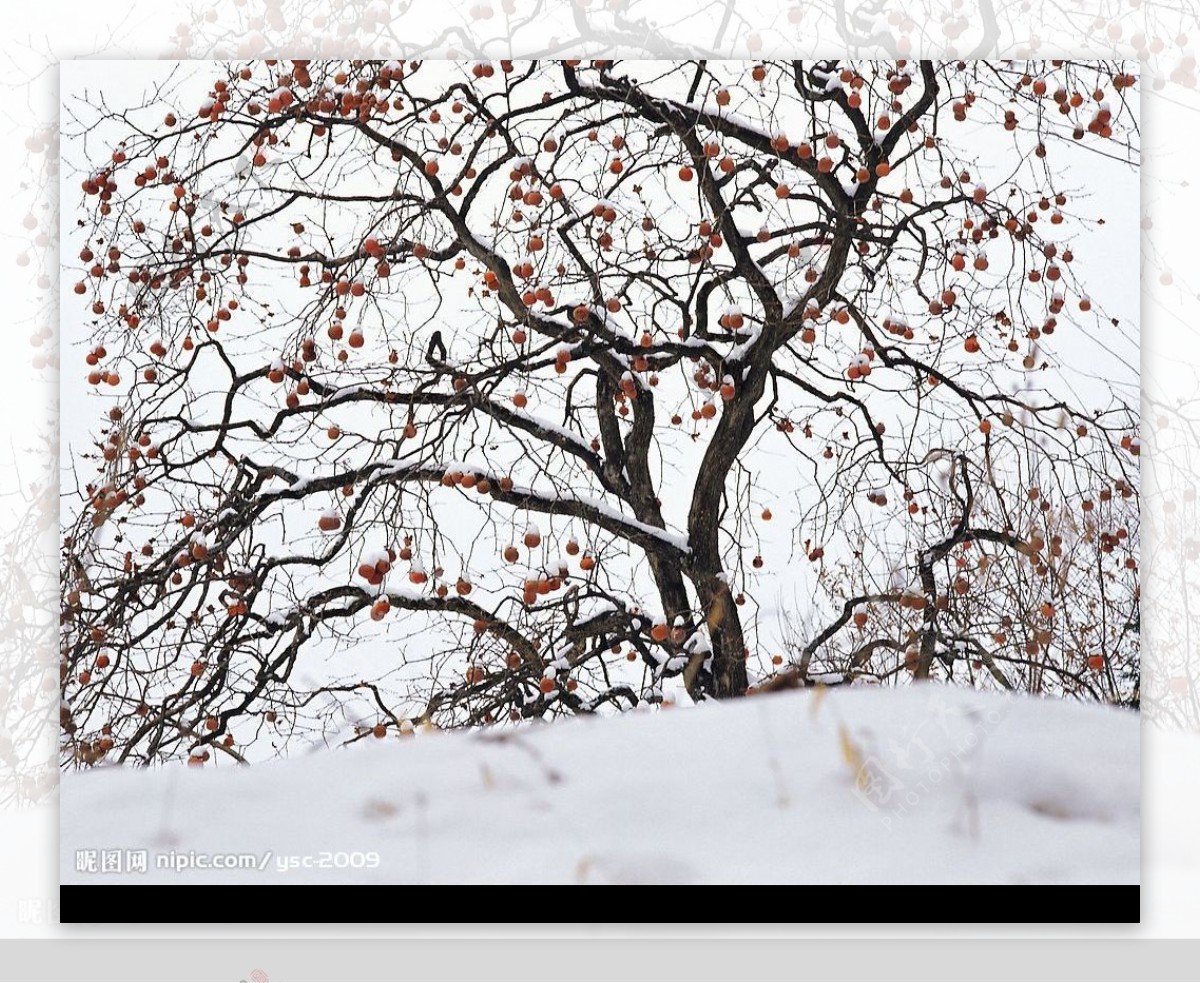 白色冬景树红果雪图片