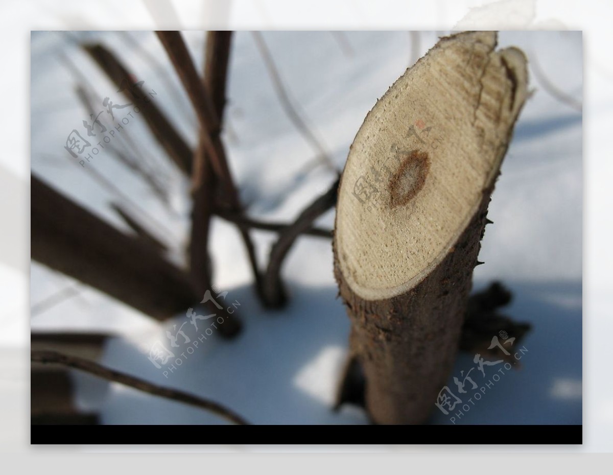 雪中树枝图片