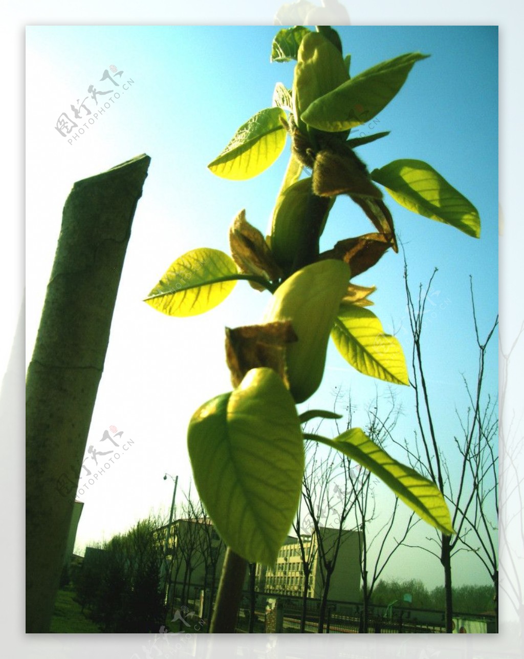 黄花树枝绿叶图片